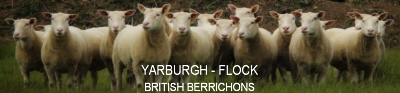 Yargburgh Flock